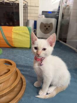 Carolina -  Domestic Short Hair and Siamese Cat for Adoption in Laguna Niguel, California - Carolina | PetCurious