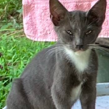 Rescue American Shorthair Cats for Adoption in Livingston, Texas - Greta | PetCurious