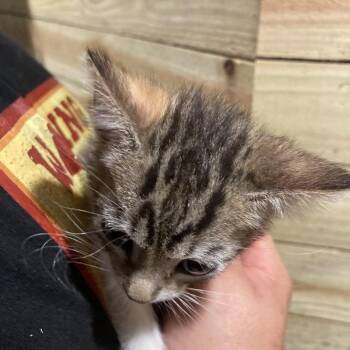 Blinky Dyal -SD -  Domestic Short Hair Cat for Adoption in Tallahassee, Florida - Blinky Dyal -SD | PetCurious