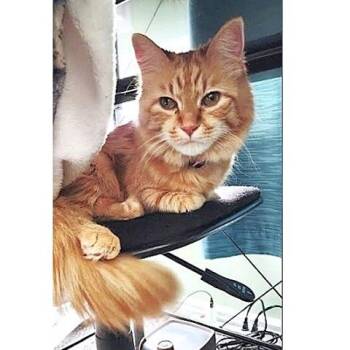 Rescue Tabby Cats for Adoption in Millcreek, Utah - Esther | PetCurious