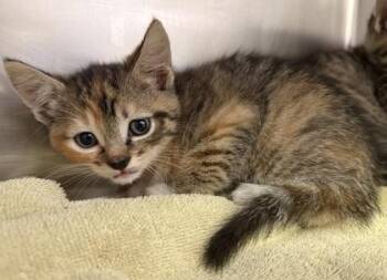 Lily -  Domestic Short Hair Cat for Adoption in Eugene, Oregon - Lily | PetCurious