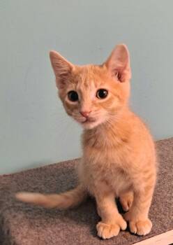Rescue Domestic Short Hair Cats for Adoption in Brainardsvle, New York - Max | PetCurious