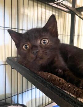 Cha-cha -  Domestic Short Hair Cat for Adoption in Cortland, New York - Cha-cha | PetCurious