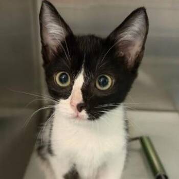 Catty Bates -  Domestic Short Hair Cat for Adoption in West Palm Beach, Florida - Catty Bates | PetCurious