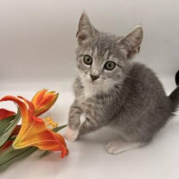 Domestic Short Hair Cats Available for Adoption in Springfield, Missouri - Sprout | PetCurious