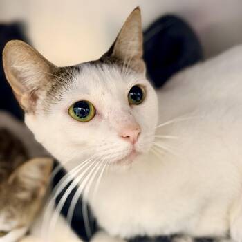 Lia -  Domestic Short Hair Cat for Adoption in Stafford Township, New Jersey - Lia | PetCurious