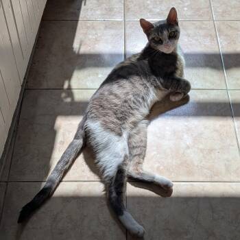 Mitski -  Domestic Short Hair Cat Available for Adoption - Mitski | PetCurious