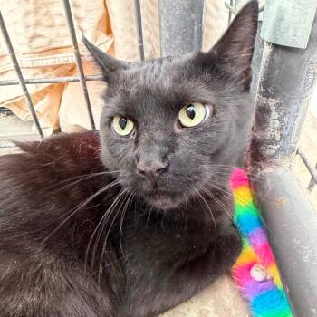 Charcoal -  American Shorthair Cat for Adoption in Taos, New Mexico - Charcoal | PetCurious