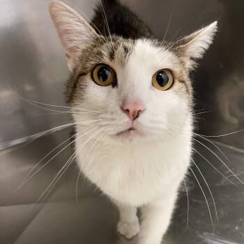 Esme -  Domestic Short Hair Cat for Adoption in Monroe, Louisiana - Esme | PetCurious