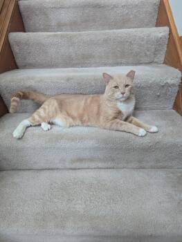 Domestic Short Hair Cats Available for Adoption - Benny | PetCurious