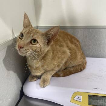 Domestic Short Hair Cats Available for Adoption - Cherish | PetCurious