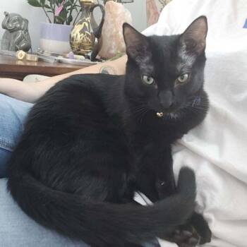 Larunda Midnight -  Domestic Short Hair Cat for Adoption in Meridian, Idaho - Larunda Midnight | PetCurious