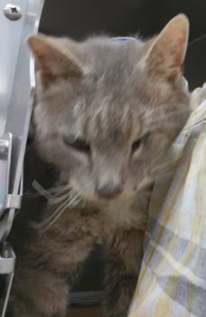 Domestic Short Hair Cats Available for Adoption - Scraggy Bay | PetCurious