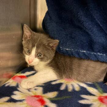 Domestic Short Hair Cats Available for Adoption in Council Bluffs, Iowa - Jeremy | PetCurious