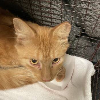Elvis -  Domestic Short Hair Cat for Adoption in Chicago, Illinois - Elvis | PetCurious