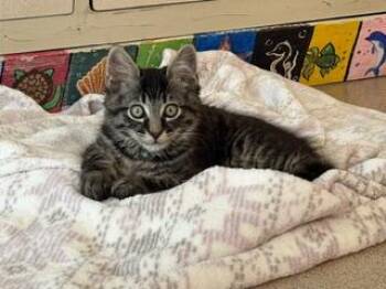 Drakon -  Domestic Long Hair Cat for Adoption in Spring Valley, California - Drakon | PetCurious
