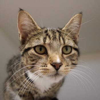 Mikayla -  Domestic Short Hair Cat for Adoption in Champaign, Illinois - Mikayla | PetCurious