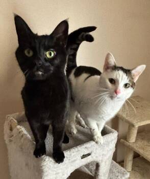 Domestic Short Hair Cats Available for Adoption - Pepper | PetCurious