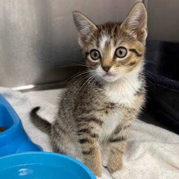 Zero -  Domestic Short Hair Cat for Adoption in Lake Panasoffkee, Florida - Zero | PetCurious