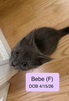 Bebe -  Domestic Short Hair Cat for Adoption in Vacaville, California - Bebe | PetCurious