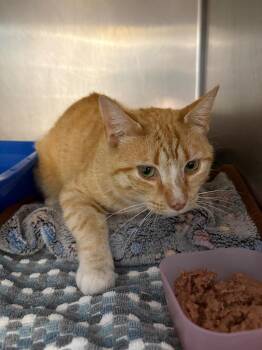 Frito -  Domestic Short Hair Cat for Adoption in Dalton, Georgia - Frito | PetCurious