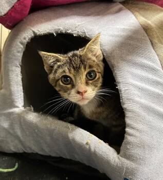 Rescue Domestic Short Hair Cats for Adoption in Portland, Indiana - Dark Tabby | PetCurious