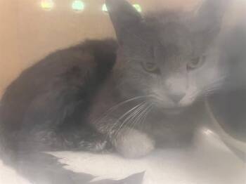 Domestic Short Hair Cats Available for Adoption in Moreno Valley, California - A551315 | PetCurious