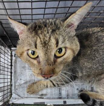BREEZY -  Domestic Short Hair Cat for Adoption in San Antonio, Texas - BREEZY | PetCurious