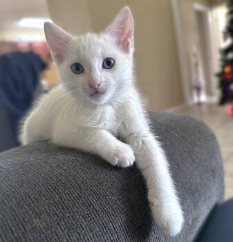 Domestic Short Hair Cats Available for Adoption in Fort Myers, Florida - Biscuits | PetCurious