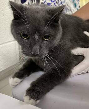 GRACO -  Domestic Short Hair Cat for Adoption in Pensacola, Florida - GRACO | PetCurious