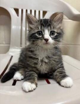 Domestic Short Hair Cats Available for Adoption in Mason City, Iowa - Encore | PetCurious