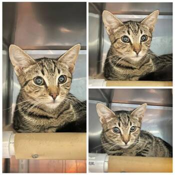 Penny -  Domestic Short Hair Cat for Adoption in New York, New York - Penny | PetCurious