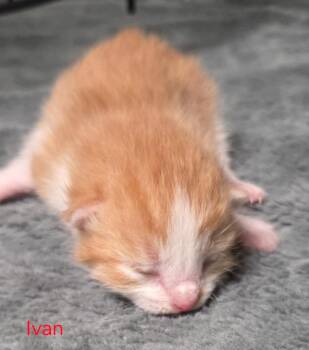 Ivan -  Domestic Short Hair Cat for Adoption in Olean, New York - Ivan | PetCurious