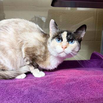 Blue -  Snowshoe and Domestic Short Hair Cat for Adoption in Concord, North Carolina - Blue | PetCurious