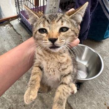 Willow -  Domestic Short Hair Cat for Adoption in Los Angeles, California - Willow | PetCurious