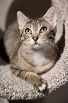 Rescue Domestic Short Hair Cats for Adoption in Hastings, Minnesota - Hex | PetCurious