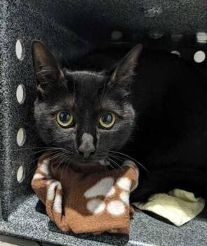 Angelica -  Domestic Short Hair Cat for Adoption in Daytona Beach, Florida - Angelica | PetCurious