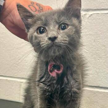 Gelato C12051 -  Domestic Short Hair Cat for Adoption - Gelato C12051 | PetCurious