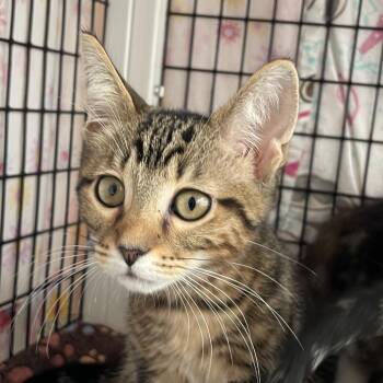 Skip-It -  Domestic Short Hair Cat for Adoption in Chicago, Illinois - Skip-It | PetCurious