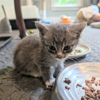 Drake -  Domestic Short Hair Cat for Adoption in Roswell, Georgia - Drake | PetCurious