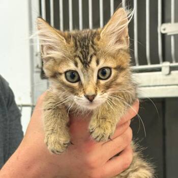 Inner Peace 17 -  Domestic Short Hair Cat for Adoption in Austin, Texas - Inner Peace 17 | PetCurious