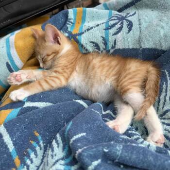 Ducky -  Domestic Short Hair Cat for Adoption in Prosper, Texas - Ducky | PetCurious