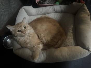 Rocket -  Domestic Medium Hair Cat for Adoption in Albuquerque, New Mexico - Rocket | PetCurious
