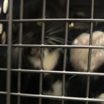 Hannah -  Domestic Short Hair Cat for Adoption in Philadelphia, Pennsylvania - Hannah | PetCurious