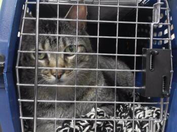 THEO -  Domestic Short Hair Cat for Adoption in Omaha, Nebraska - THEO | PetCurious
