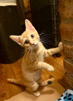Valencia -  Domestic Short Hair Cat for Adoption in Sebastian, Florida - Valencia | PetCurious