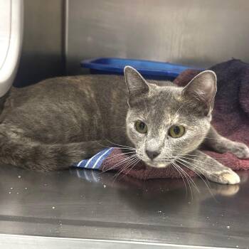 Domestic Short Hair Cats Available for Adoption in Warrensburg, Missouri - Pandora | PetCurious