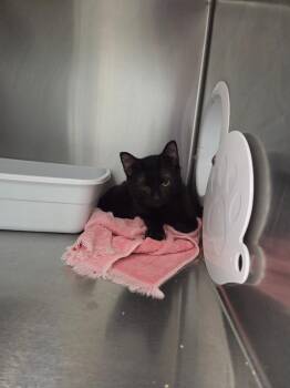 Browni -  Domestic Short Hair Cat for Adoption in Athens, Tennessee - Browni | PetCurious