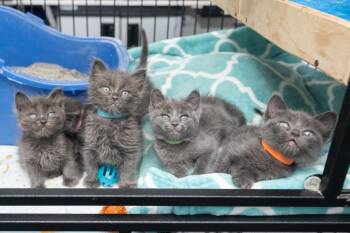 Pesto -  Domestic Medium Hair Cat for Adoption in Los Angeles, California - Pesto | PetCurious