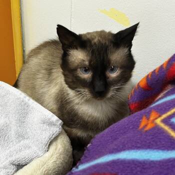 Juicy Fruit -  Siamese Cat for Adoption in Maple Ridge, British Columbia - Juicy Fruit | PetCurious